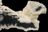 Very Rare Petrified Snakewood (Mennegoxylon) Slab - Texas #163643-1